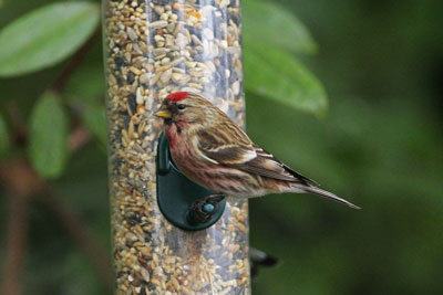 Red Poll prints by Betty Fold Gallery